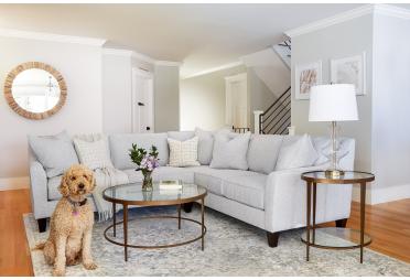 A Guide to Pet-Friendly Upholstery